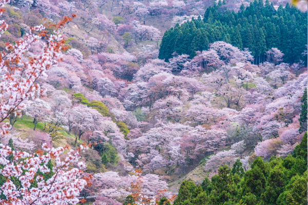 吉野山の桜